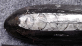 Orthoceras nautolide