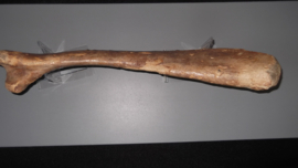 Mammoet eerste Rib