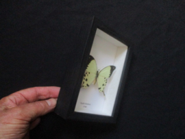 Papilio Dardanus
