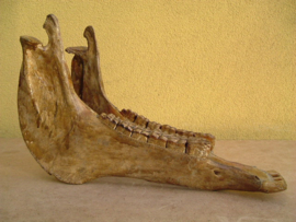 Paard kaak fossiel