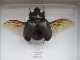 Oryctes Gigas Insulicola
