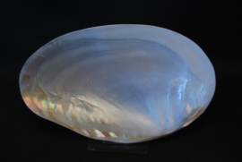 Mossel XL Gepolijst