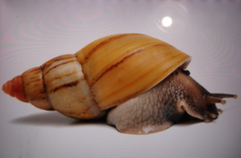 Lissachatina