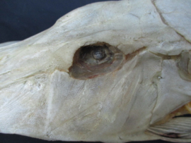 Nautilusvis 40 cm