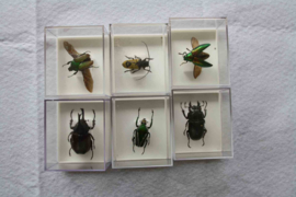 collectie insecten 1