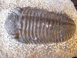Trillobieten