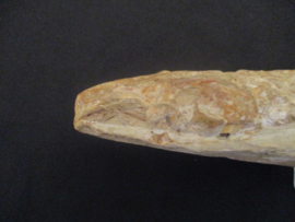 Vis Rhacolepis Buccalis