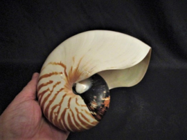 Nautilus gestreept