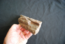Versteend Hout