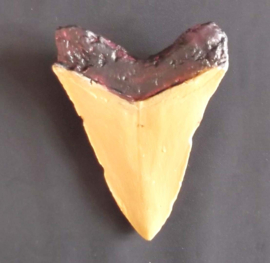 Megalodon Tand
