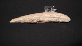 Vis Rhacolepis Buccalis