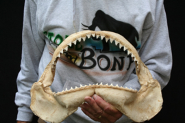 Haaienkaak ( XL)