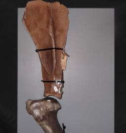 paard voorpoot