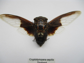 Cryptotympana aquila