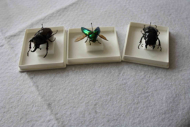 Insecten collectie 1