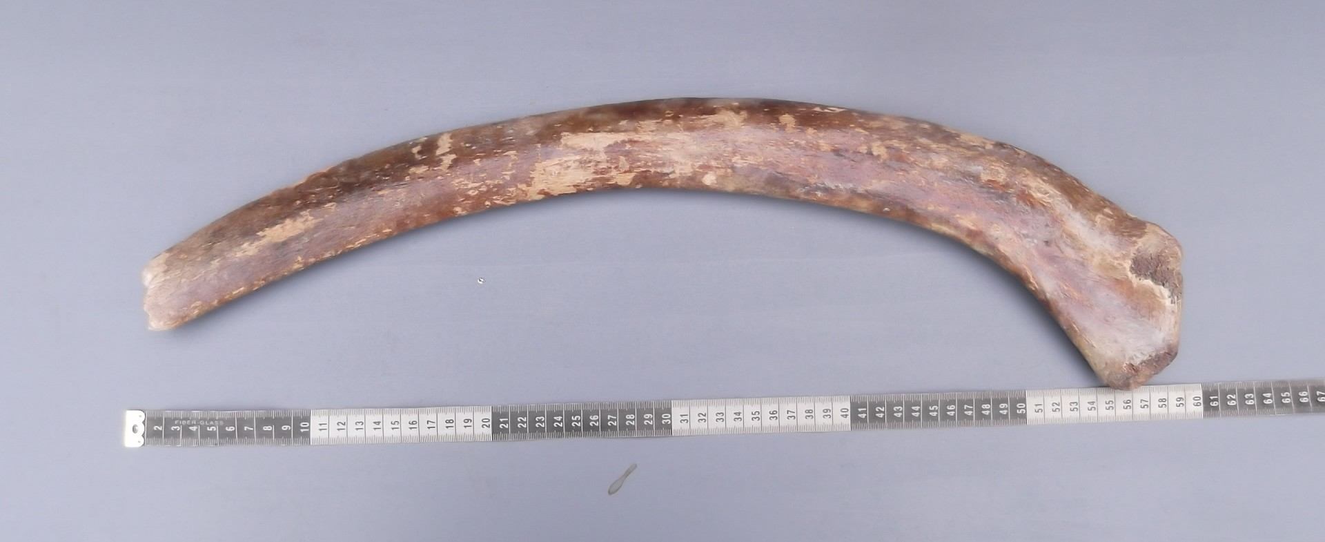 Mammoet Rib gedeelte