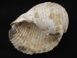 Tonna Olearium