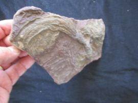 fossielen zeelelie