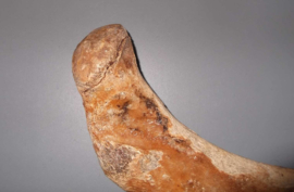 Mammoet rib