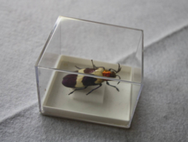 insecten collectie 2