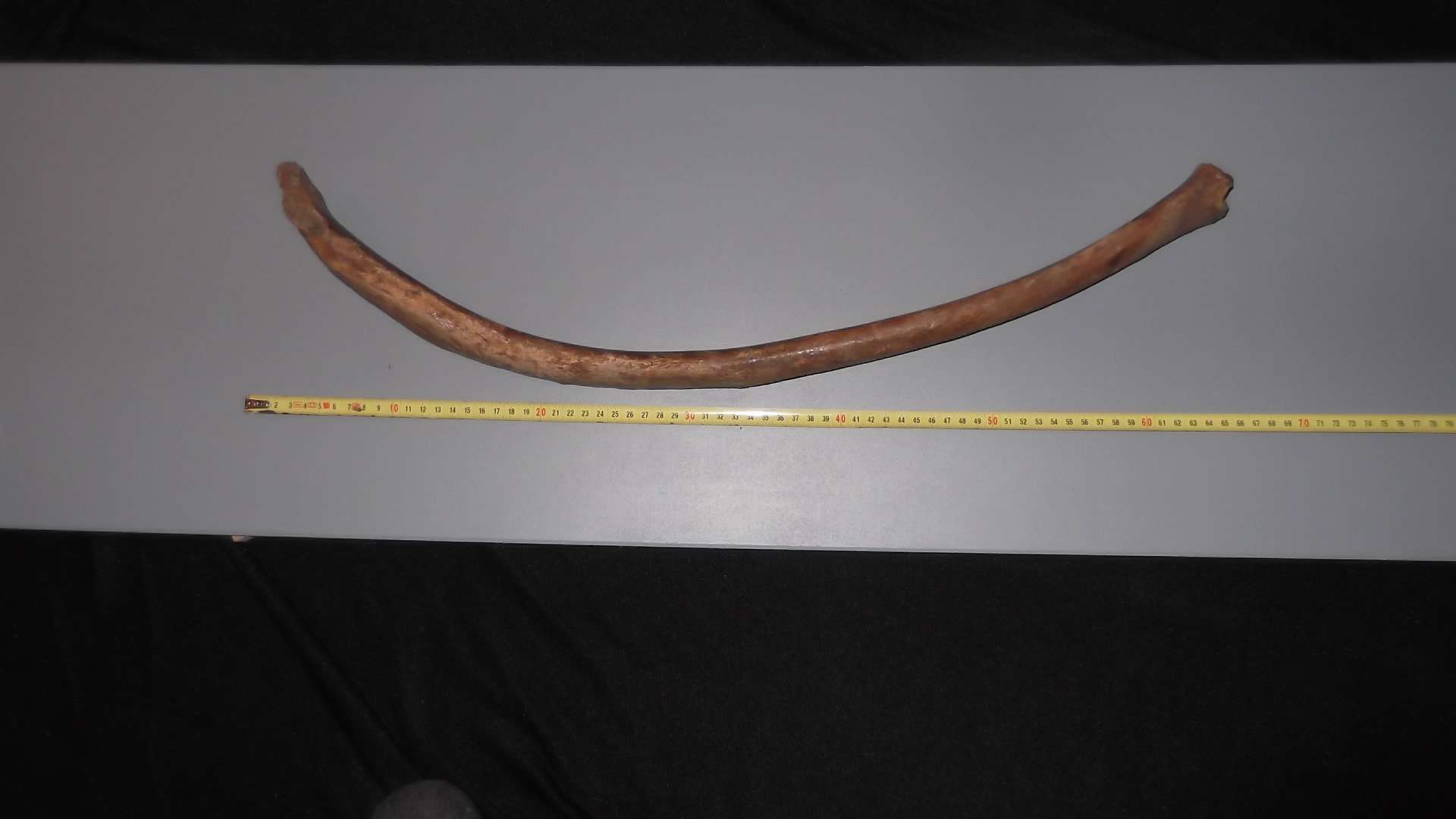 Mammoet zwevende rib