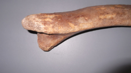 Mammoet eerste Rib