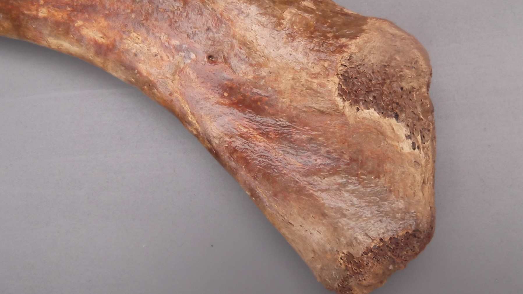 Mammoet Rib gedeelte