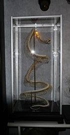Phyton skelet