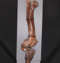 paard fossiel achterpoot