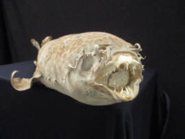 Carpethaai 67 cm