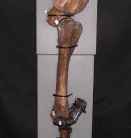 paard fossiel achterpoot