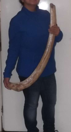 Mammoet rib