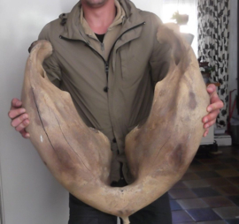 mammoet kaak