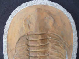 Trilobiet Andulasia enkel