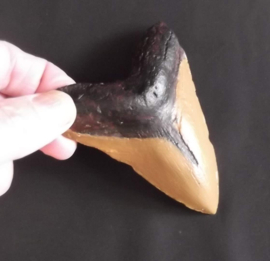 Megalodon Tand