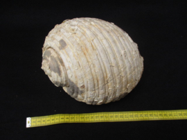 Tonna Olearium