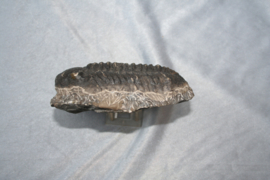 Trilobiet Phacops