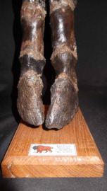 Bison Achterpoot fossiel