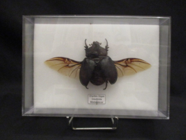Oryctes Gigas Insulicola