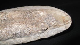 Vis Rhacolepis Buccalis