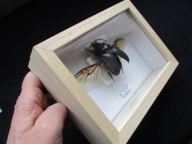 Oryctes Gigas Insulicola