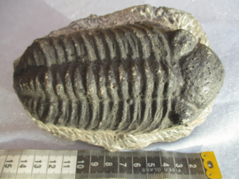 Trilobiet Phacops