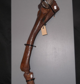paard voorpoot