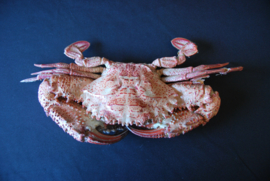 rode zwemkrab