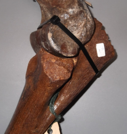 paard voorpoot