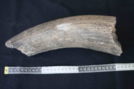 Hoornpit Wisent ( 30 cm)