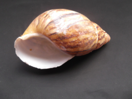 Lissachatina