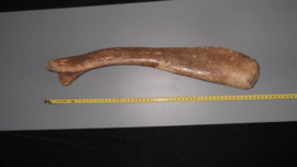 Mammoet eerste Rib