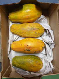 Por una sola lechosa o papaya