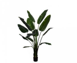 Strelitzia groen - Silk-ka
